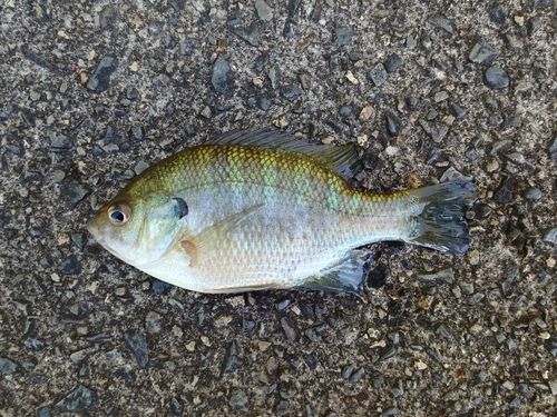 ブルーギルの釣果