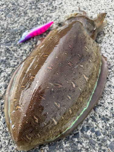 モンゴウイカの釣果