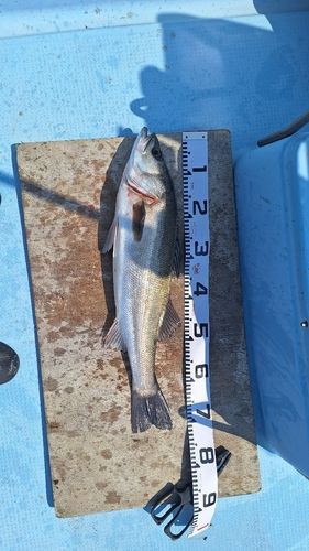 スズキの釣果