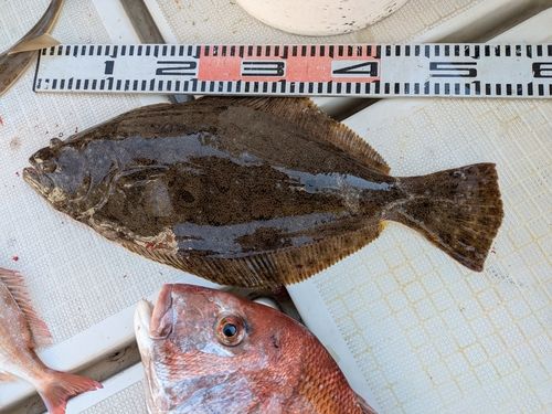 ヒラメの釣果