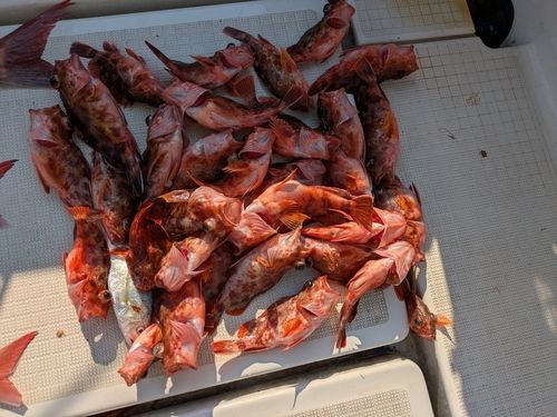 アラカブの釣果
