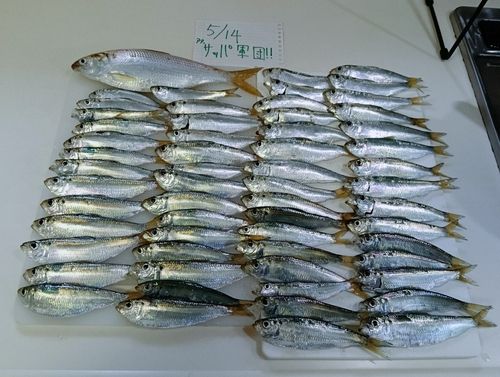 サッパの釣果