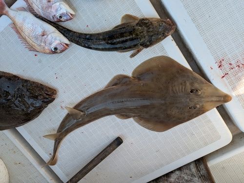 サカタザメの釣果