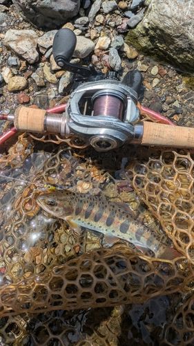 アマゴの釣果