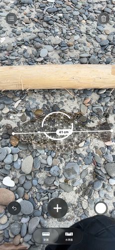 ヒラメの釣果