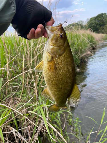 スモールマウスバスの釣果