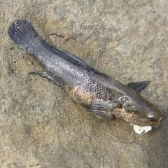 シマハゼの釣果
