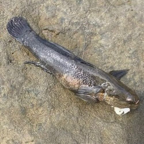 シマハゼの釣果