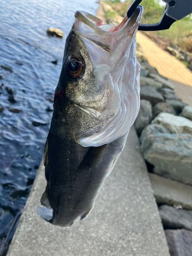 フッコ（マルスズキ）の釣果