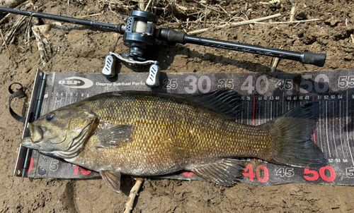 スモールマウスバスの釣果