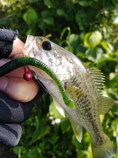 ブラックバスの釣果