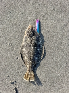 ソゲの釣果