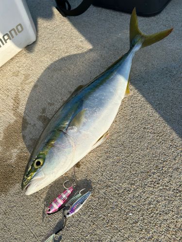 ハマチの釣果