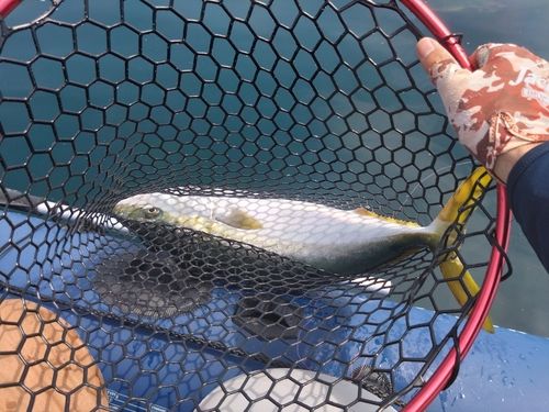ブリの釣果
