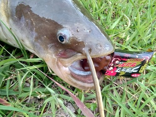 ナマズの釣果
