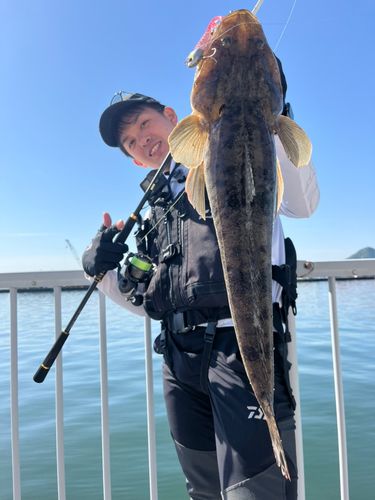 マゴチの釣果