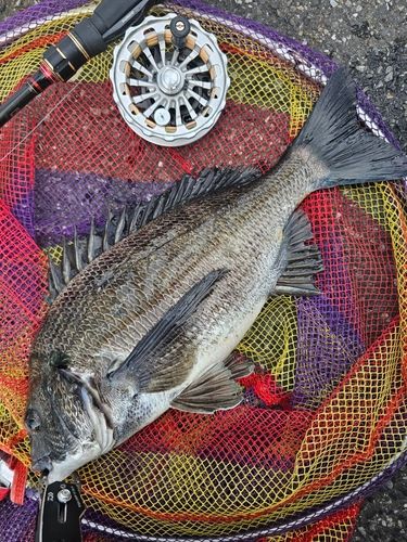 クロダイの釣果