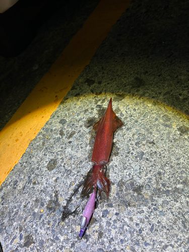アカイカの釣果