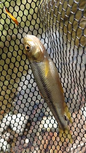 カワムツの釣果