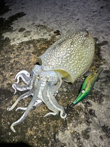 シリヤケイカの釣果
