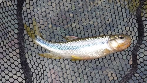 カワムツの釣果