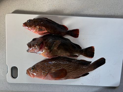 キジハタの釣果