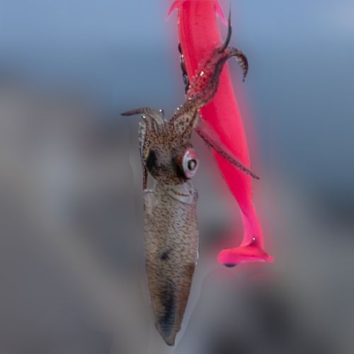 ケンサキイカの釣果