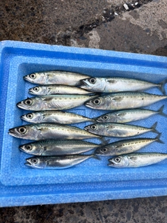 サバの釣果