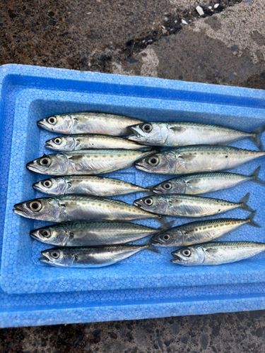 サバの釣果