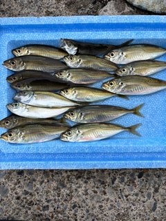 アジの釣果