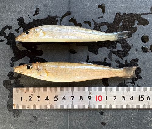キスの釣果