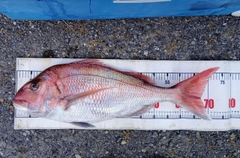 マダイの釣果