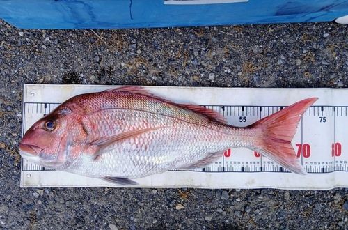 マダイの釣果