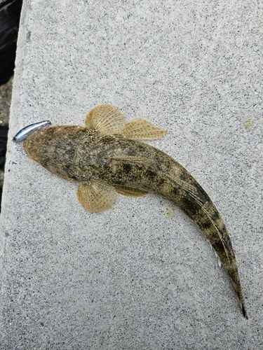 ミナミマゴチの釣果