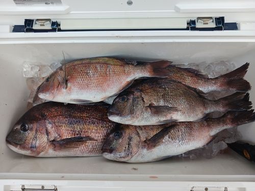 マダイの釣果