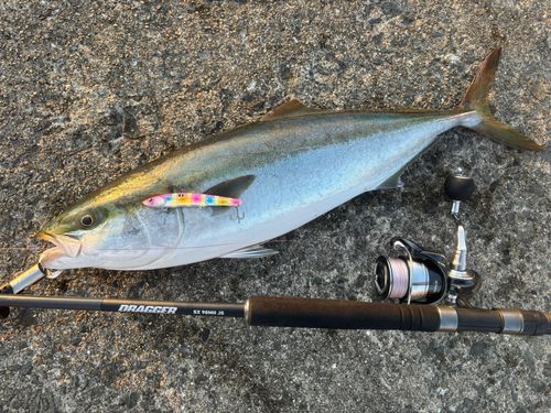 メジロの釣果