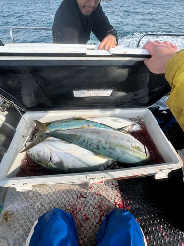 ブリの釣果