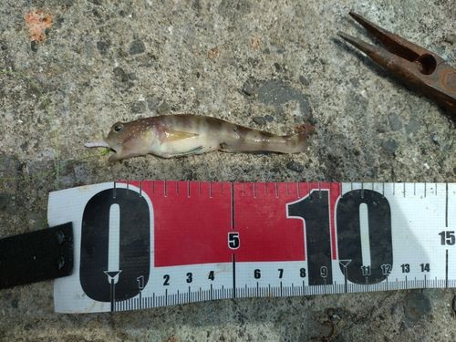 スズメダイの釣果