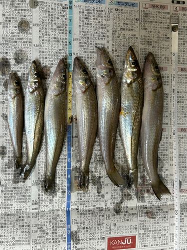 キスの釣果