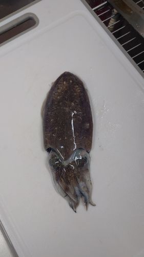 コウイカの釣果