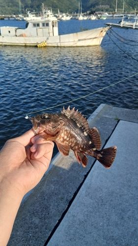 アラカブの釣果