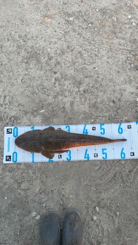 マゴチの釣果