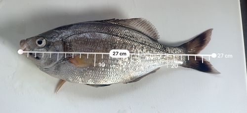 ウミタナゴの釣果
