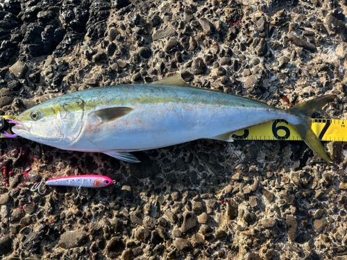 ワラサの釣果
