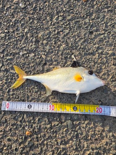 ギマの釣果