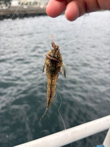 メゴチの釣果
