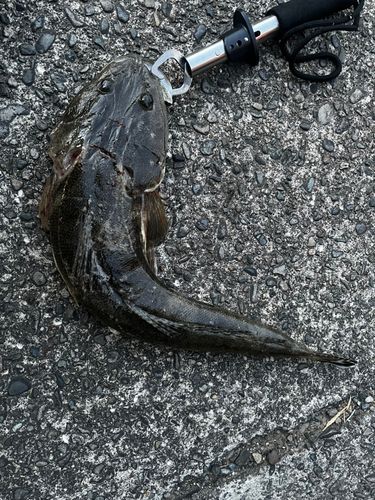 マゴチの釣果