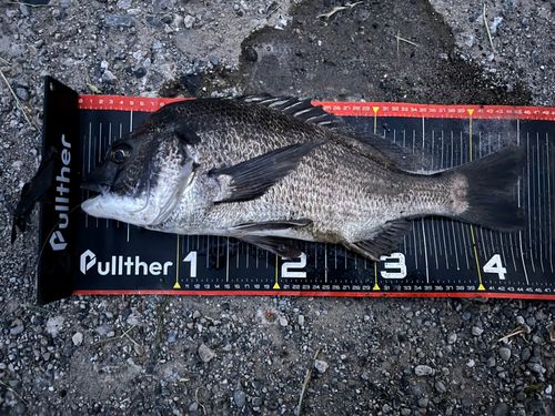 チヌの釣果