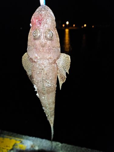 ワニゴチの釣果