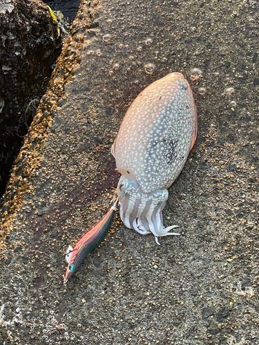 シリヤケイカの釣果